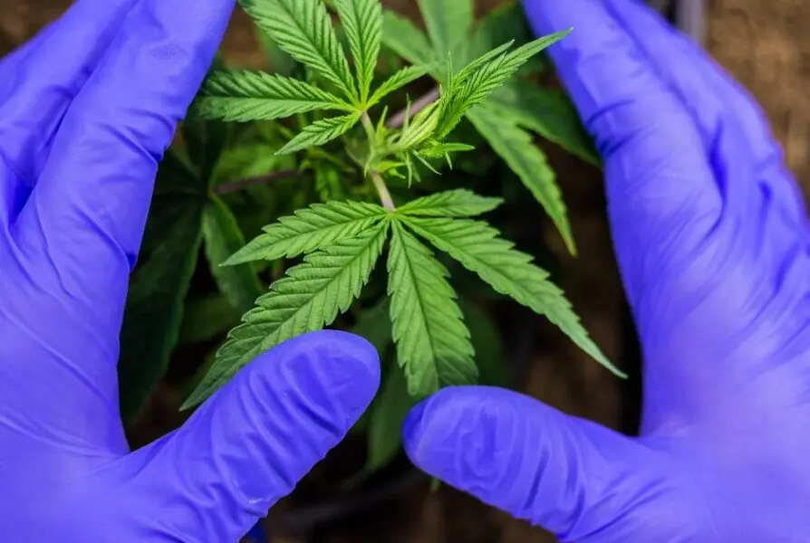 The Ultimate Guide to Buying Weed Online in Oslo